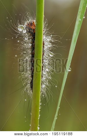 A beautiful fluffy caterpillar on a grass with water droplets. Macro shot.