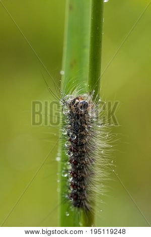 A beautiful fluffy caterpillar on a grass with water droplets. Macro shot.