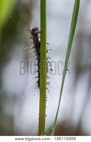 A beautiful fluffy caterpillar on a grass with water droplets. Macro shot.