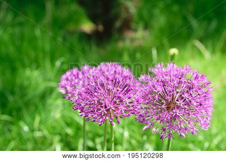 Allium aflatunense - blurry photo pf purple pink flowers on green background