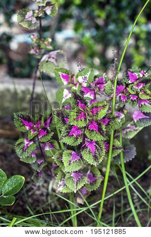 solenostemon pink leaf plant nature foliage  attractive