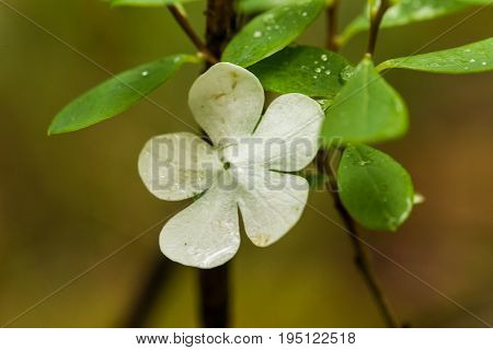 Beautiful white flower petals fallen on leaves in forest after the rain. Decorative look. Shallow depth of field closeup macro photo.