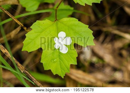 Beautiful white flower petals fallen on leaves in forest after the rain. Decorative look. Shallow depth of field closeup macro photo.