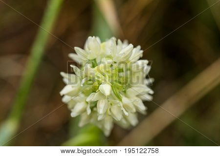 A beautiful rare white wild orchid blossoming in the summer marsh. Closeup macro photo shallow depth of field.
