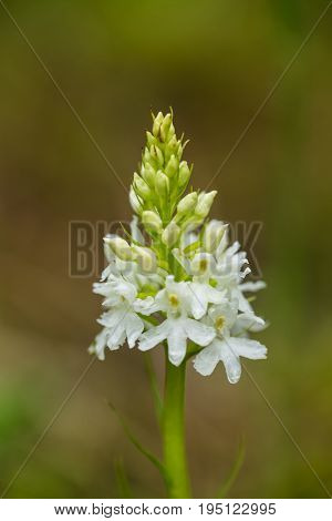 A beautiful rare white wild orchid blossoming in the summer marsh. Closeup macro photo shallow depth of field.