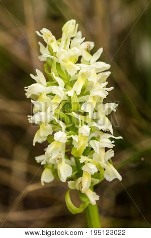 A beautiful rare white wild orchid blossoming in the summer marsh. Closeup macro photo shallow depth of field.