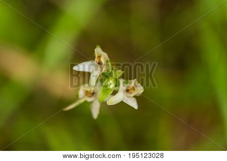 A beautiful rare white wild orchid blossoming in the summer marsh. Closeup macro photo shallow depth of field.