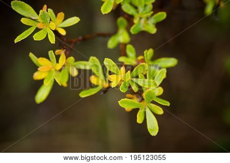 Beautiful fresh vibrant leaves of a bog myrtle after the rain. Shallow depth of field closeup macro photo.