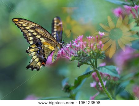 Butterfly sipping sweet nectar on red flowery bush
