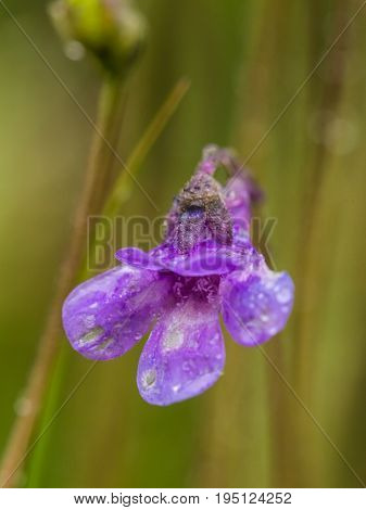 A beautiful vibrant details of a common butterwort flowers in marsh after the rain. Shallow depth of field macro closeup photo.
