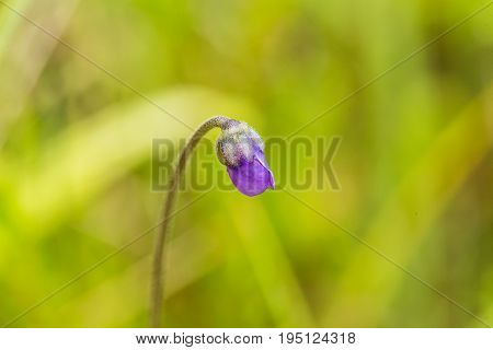 A beautiful vibrant details of a common butterwort flowers in marsh after the rain. Shallow depth of field macro closeup photo.