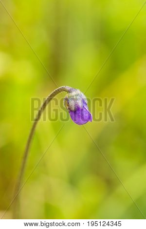 A beautiful vibrant details of a common butterwort flowers in marsh after the rain. Shallow depth of field macro closeup photo.