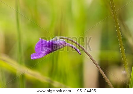 A beautiful vibrant details of a common butterwort flowers in marsh after the rain. Shallow depth of field macro closeup photo.