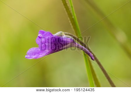 A beautiful vibrant details of a common butterwort flowers in marsh after the rain. Shallow depth of field macro closeup photo.