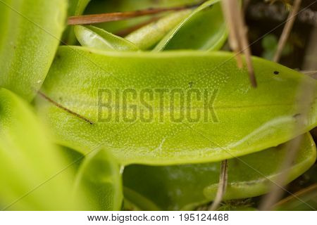 A beautiful vibrant details of a common butterwort flowers in marsh after the rain. Shallow depth of field macro closeup photo.