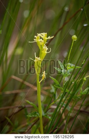 A beautiful rare fen orchid blossoming in the summer marsh. Closeup macro photo shallow depth of field.