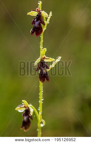 A beautiful rare wild orchid flowering in the marsh in summer after the rain. Closeup macro photo shallow depth of field.