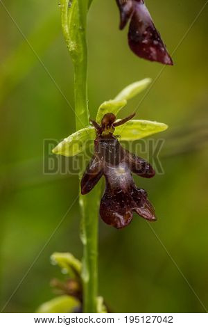 A beautiful rare wild orchid flowering in the marsh in summer after the rain. Closeup macro photo shallow depth of field.