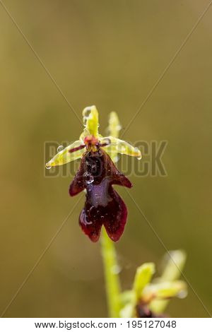 A beautiful rare wild orchid flowering in the marsh in summer after the rain. Closeup macro photo shallow depth of field.
