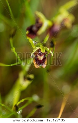 A beautiful rare wild orchid flowering in the marsh in summer after the rain. Closeup macro photo shallow depth of field.