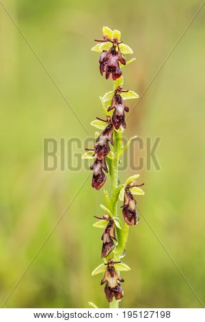 A beautiful rare wild orchid flowering in the marsh in summer after the rain. Closeup macro photo shallow depth of field.