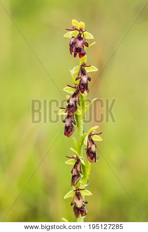 A beautiful rare wild orchid flowering in the marsh in summer after the rain. Closeup macro photo shallow depth of field.