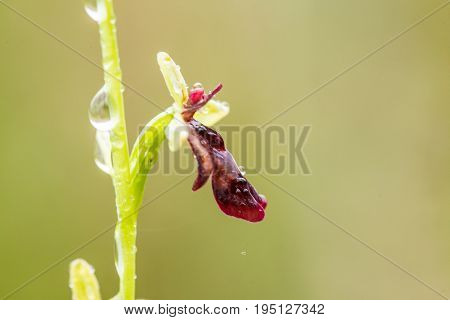 A beautiful rare wild orchid flowering in the marsh in summer after the rain. Closeup macro photo shallow depth of field.