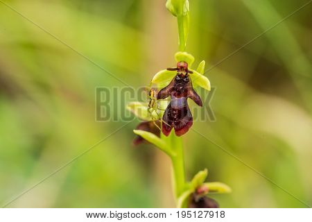 A beautiful rare wild orchid flowering in the marsh in summer after the rain. Closeup macro photo shallow depth of field.