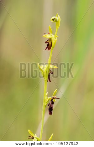 A beautiful rare wild orchid flowering in the marsh in summer after the rain. Closeup macro photo shallow depth of field.
