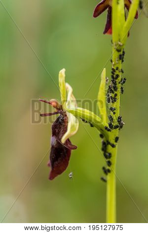 A beautiful rare wild orchid flowering in the marsh in summer after the rain. Closeup macro photo shallow depth of field.