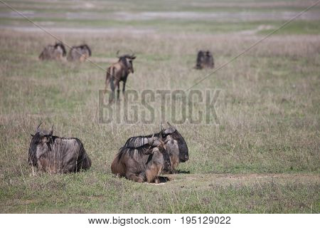 Wildebeest Wild Antelope Gnu In African Botswana Savannah