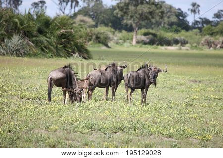 Wildebeest Wild Antelope Gnu In African Botswana Savannah