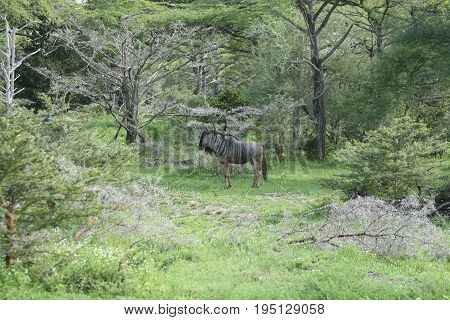 Wildebeest Wild Antelope Gnu In African Botswana Savannah