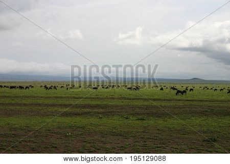 Wildebeest Wild Antelope Gnu In African Botswana Savannah