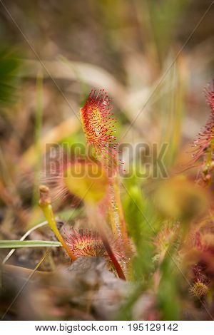 A beautiful round leaved sundew in a marsh after the rain. Shallow depth of field closeup macro photo.