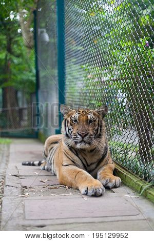 Tropical Orange Striped Tiger Standing in Tiger Temple Thailand North Chang Mai