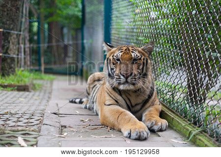 Tropical Orange Striped Tiger Resting in Tigers Temple Thailand North Chang Mai