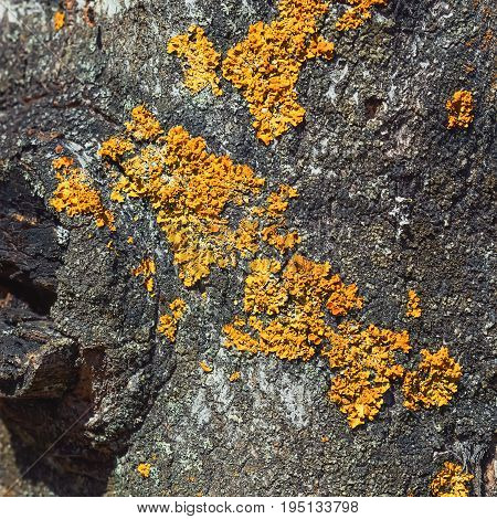 Square natural background - an orange lichen on the bark of a tree closeup. Selective focus space for copy.