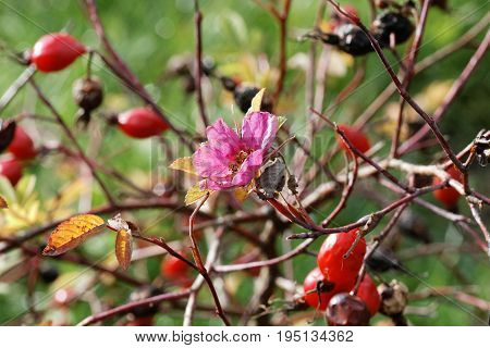 Flower And Rose Hips On Autumn Day