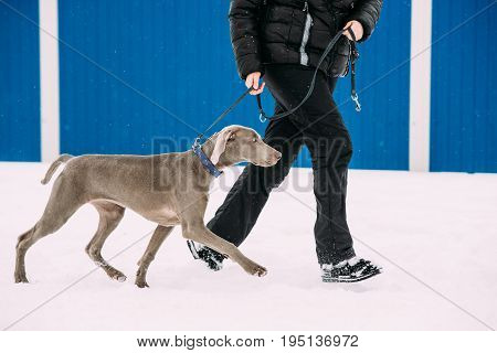 Weimaraner Dog Walking Near Human In Snow At Winter Day. Large Dog Breds For Hunting. The Weimaraner Is An All-purpose Gun Dog.