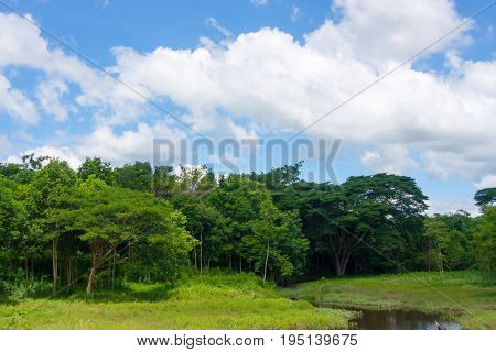 Water tree and sky with white cloud cover.