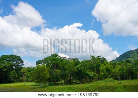 Water tree and sky with white cloud cover.