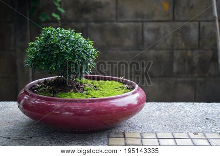 bonzai on red pot with green mos