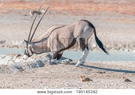 An oryx also called gemsbok Oryx gazella kneeling to drink water at a waterhole in Northern Namibia
