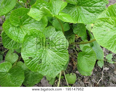 Wasabi with green leaves, Wasabia japonica, in garden