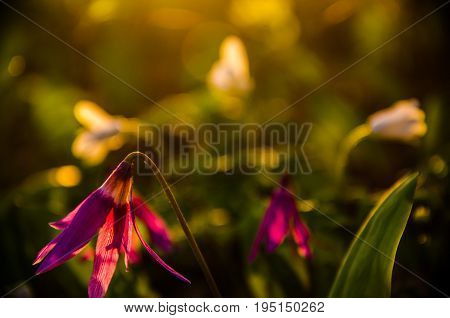 Spring Flowers In The Forest. Beautiful Purple Plants. Green Juicy Grass. Morning Sunrise In The Woo