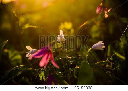 Spring Flowers In The Forest. Beautiful Purple Plants. Green Juicy Grass. Morning Sunrise In The Woo