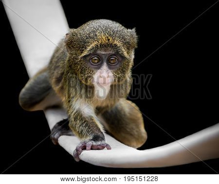 Baby De Brazza's Monkey Crawling on a Slackline Against a Black Background