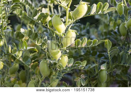 Green fresh chickpeas grains, natural organic green chickpeas pictures, green chickpea pictures on the field,