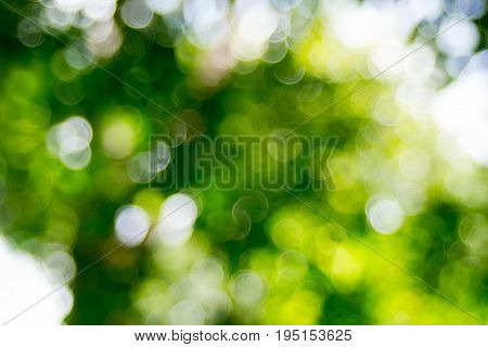Abstact defocus bokeh light background made of forest style.